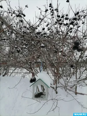 Зимние пернатые в формате JPG: Изображение птиц