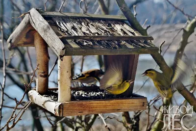Птицы на зимнем фоне: Фотография в WebP