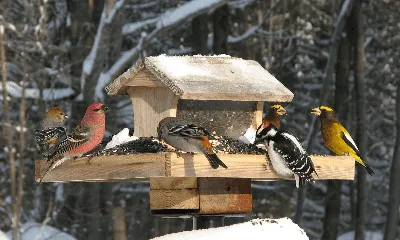 Удивительные зимние птицы: Изображения в формате WebP