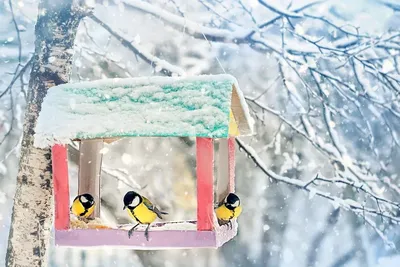 Фото птиц в зимнем ландшафте: Скачать в JPG