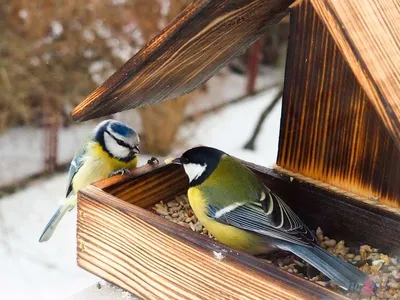 Птицы в снежной панораме: Изображение в PNG
