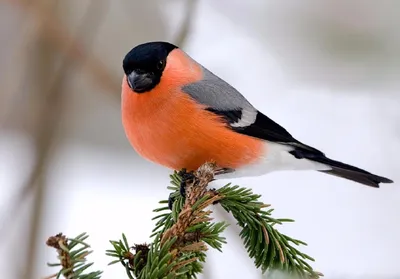 Фотографии зимних птиц: Выберите формат JPG, PNG, WebP