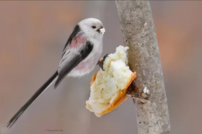 Картинка птиц Латвии в формате jpg для фотоаппарата