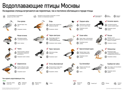 Фотографии птиц Москвы: красота в каждой детали