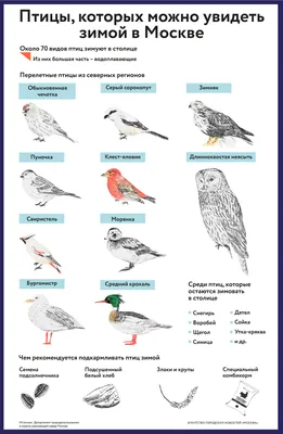 Птиц москвы фотографии