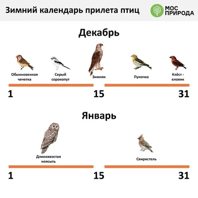 Чудесные птицы Москвы: насладитесь снимками различных видов