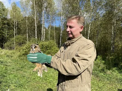 Насладитесь красотой птиц Москвы на нашей странице