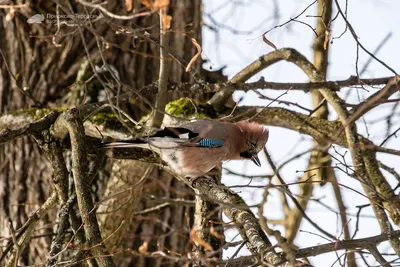 Фотографии великолепных птиц, признаки наступления весны