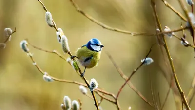 Эстетичные портреты птиц на качественных фотографиях