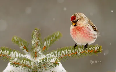 Фотка птицы чечетки - разнообразные варианты для загрузки в форматах jpg, png, webp