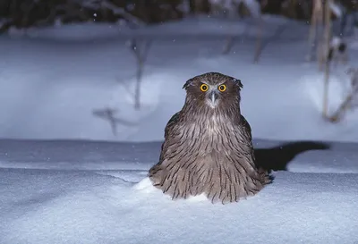 Уникальный филин: скачайте фотографию в различных форматах