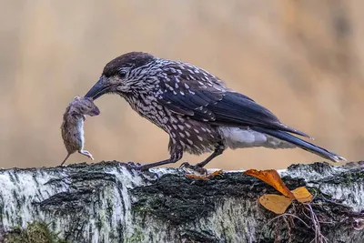 Птица кедровка фотографии