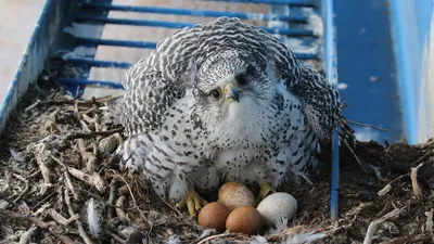 Изображение птицы кречет: фото высокого качества в jpg