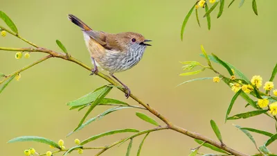 Замечательное изображение птицы на ветке для скачивания