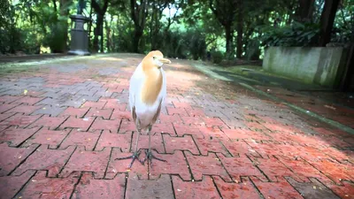 Птица-носорог: фото, которые заставят вас восхищаться