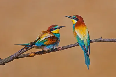 Уникальная фотография птицы пчелоеда в формате png