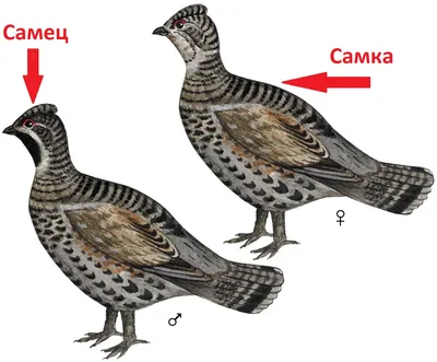 Изображение рябчика во время строительства гнезда