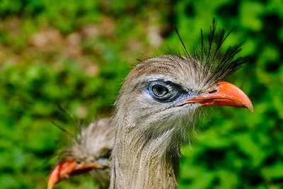 Ошеломляющая птица секретарь на фотографии png