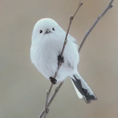 Невероятная фотография синицы длиннохвостой