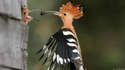 Фото удода: красивые изображения этой птицы