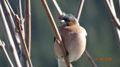 Фото птицы вьюрок с выбором размера