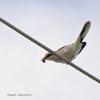 Птицы архангельской области во всей своей красе: фотоотчет