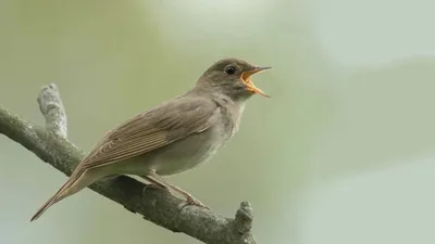 Птицы башкортостана фотографии