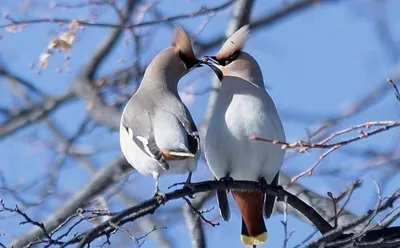 Красочные снимки птиц Челябинска на фото