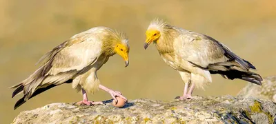 Птицы Дагестана: красота в каждом кадре