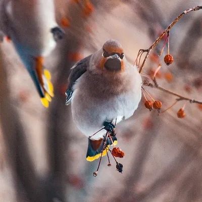 Завораживающие птицы: фотографии Донбасса