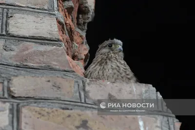 Фото птиц Донецкой области с возможностью выбора размера