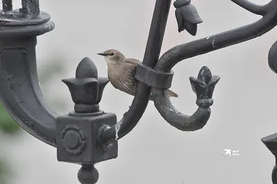 Забавные птицы Екатеринбурга на фото