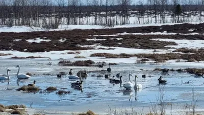 Фотки птиц Ямала: чудо природы в линзе камеры