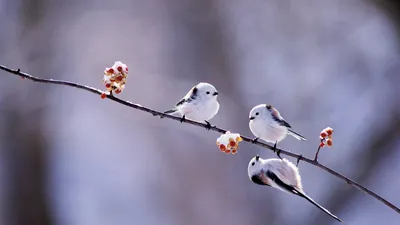 Увлекательный мир птиц Японии: фотографии, где каждый кадр - маленькое чудо