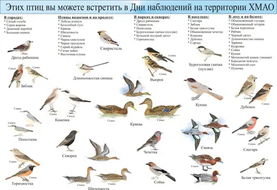 Фотографии разнообразных птиц югры в формате png