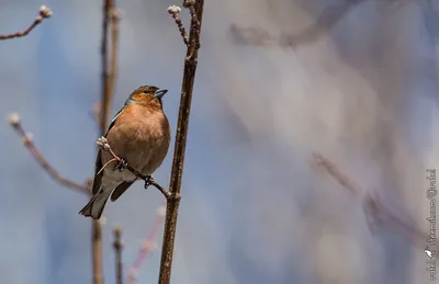 Уникальные изображения птиц Южного Урала