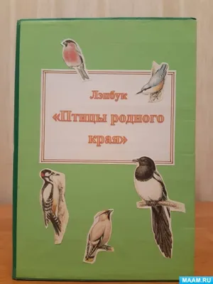 Фото птицы ивановской области: красочные снимки для вашего удовольствия