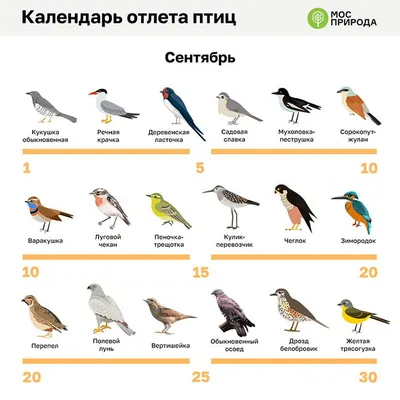 Фотографии птиц ивановской области: большие изображения в разных форматах