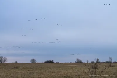 Очарование птиц Калининграда на фото в jpg