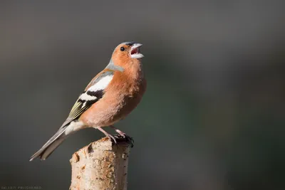 Разнообразие птиц Калининграда на фото