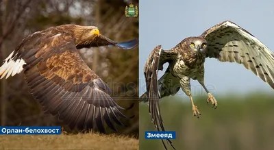 Вдохновляющие фотографии птиц Калужской области