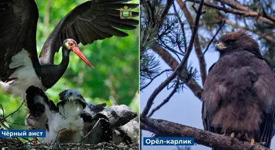 Невероятно красивые фото птиц Калужской области