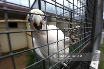 Завораживающие фотографии птиц Калужской области