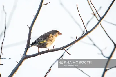 Особенные фотографии редких птиц Карелии