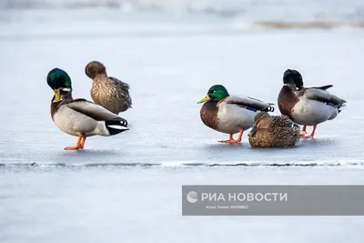 Волшебство птиц Карелии на фотографиях высокого разрешения