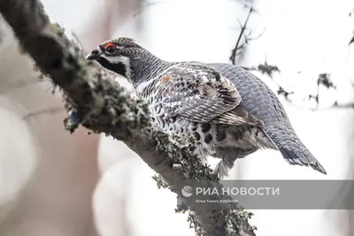 Завораживающие фотографии птиц Карелии с выбором формата