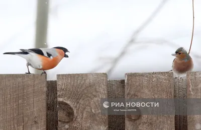 Величественные птицы Карелии на фото высокого разрешения