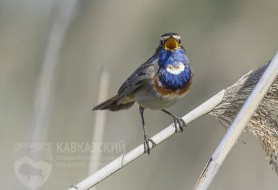 Птицы Кавказа: разнообразие фотографий для знатоков