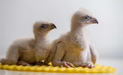 Загляните в мир птиц Казахстана через объектив фотографа