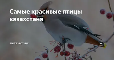 Фото птиц Казахстана: насладитесь красотой природы